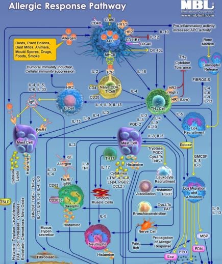 Allergic Response Pathway