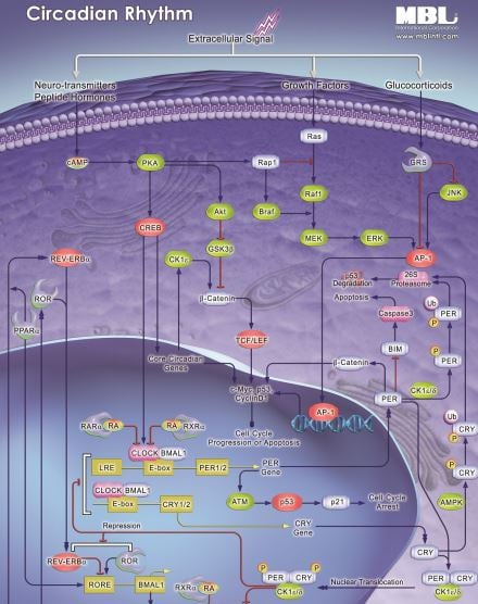 Circadian Rhythm Pathway