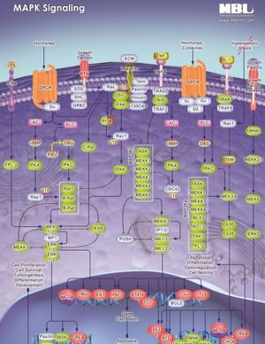 MAPK Signaling