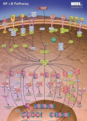 NF-Kappa Pathway