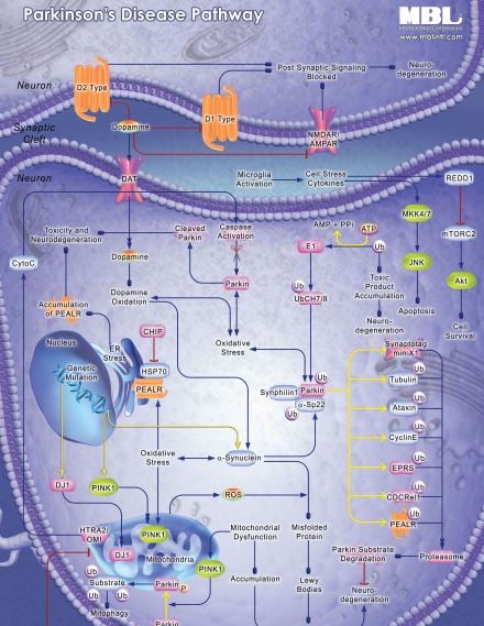 Parkinson's Disease Pathway