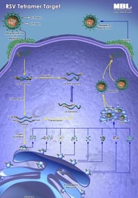 RSV_Pathway