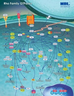 Rho Family GTPases Pathway