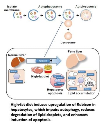 Rubicon-1