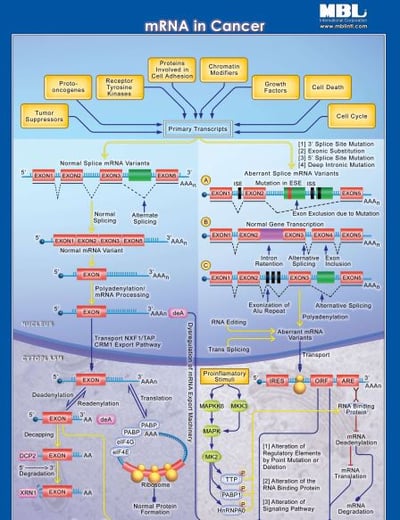 miRNA/mRNA Pathway