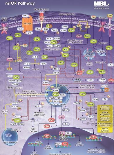 mTOR Pathway