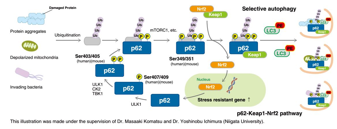 Mechanisms and detection methods of p62/SQSTM1 and its importance in the  autophagy pathway.